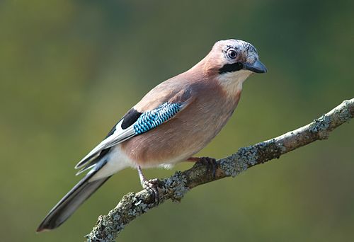 Eurasian jay